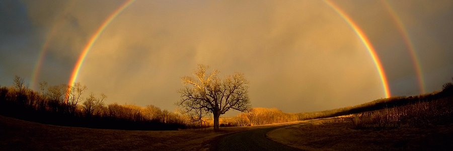 ShielaWhitmore's profile banner image
