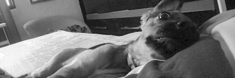JennyRReis's profile banner image