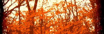 Big_Bad_Buck_'s profile banner image