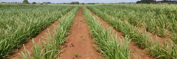 BundyCANEGROWER Profile Banner