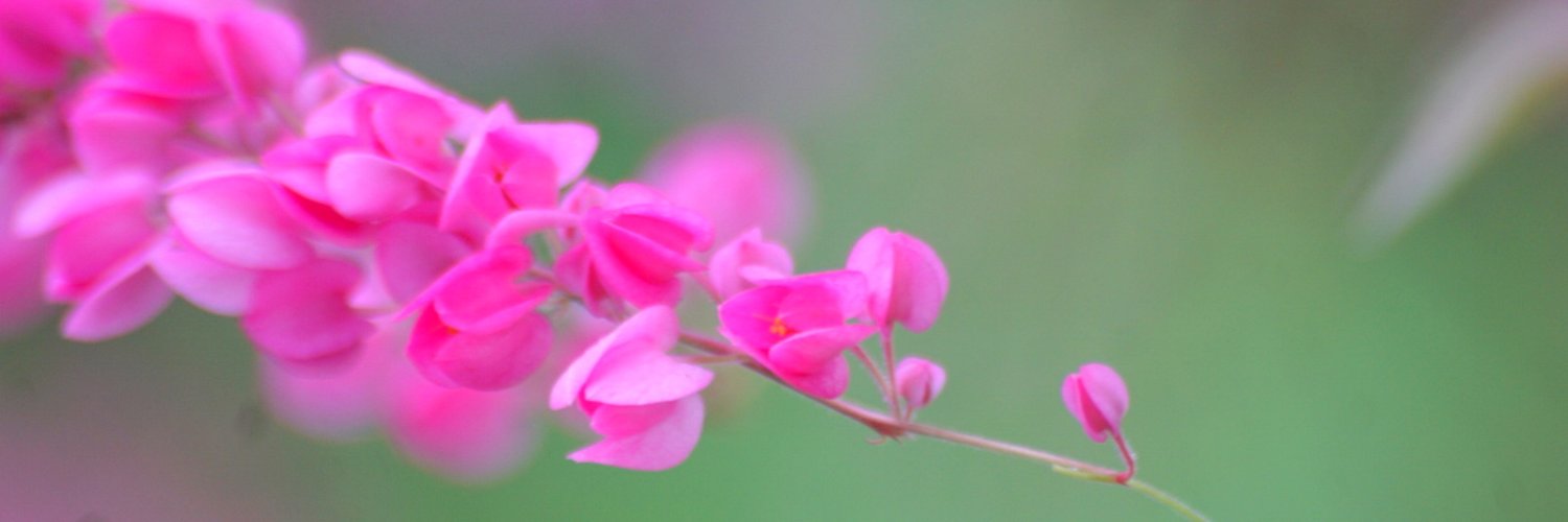 JidapaYui's profile banner image