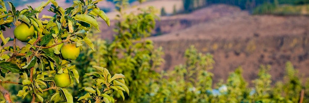 YakimaValleyCF's profile banner image