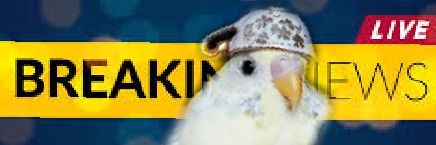 WillyMify's profile banner image
