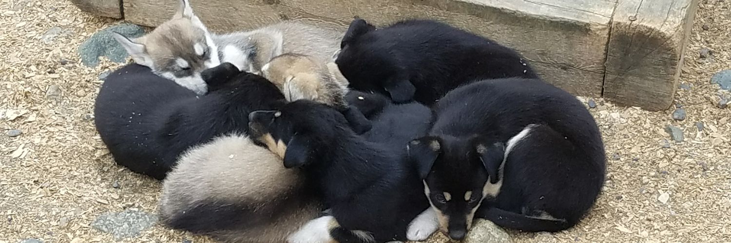HuskyHomestead's profile banner image