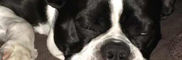 Roachomics Profile Banner
