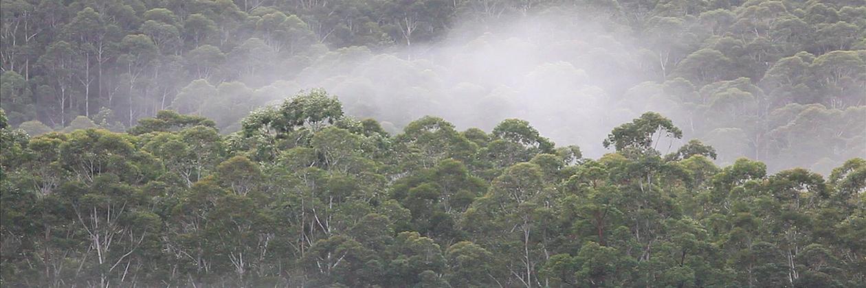 North East Forest Alliance (NEFA) banner