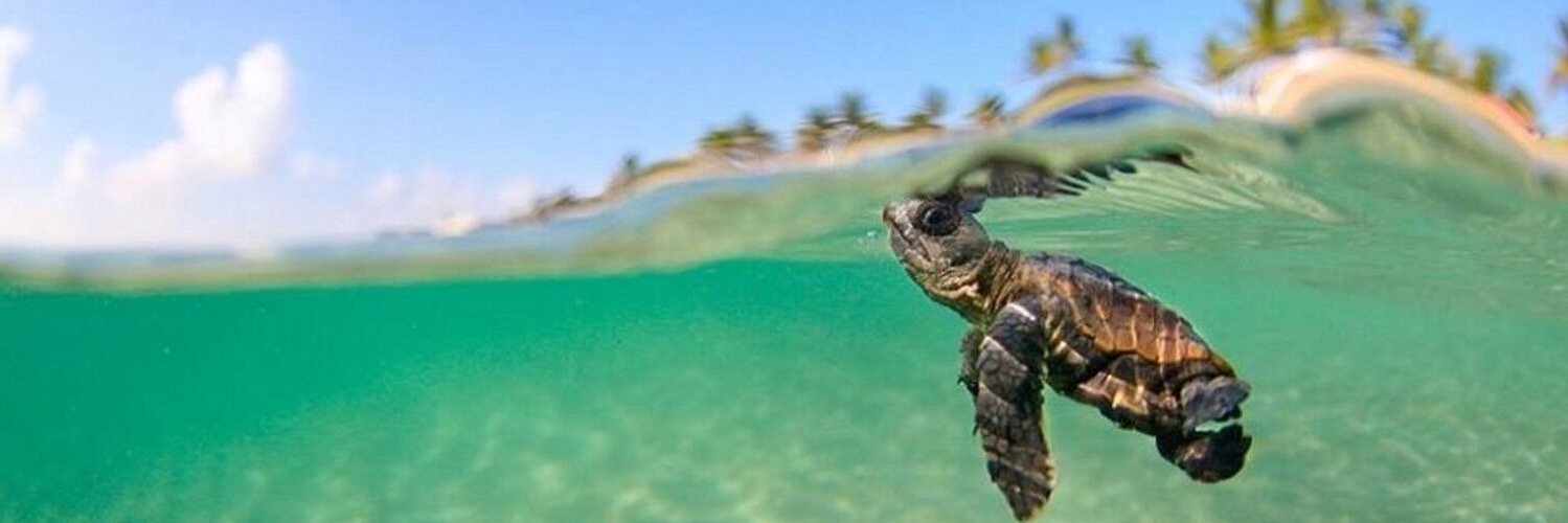 Pac Sym Biocomputing banner