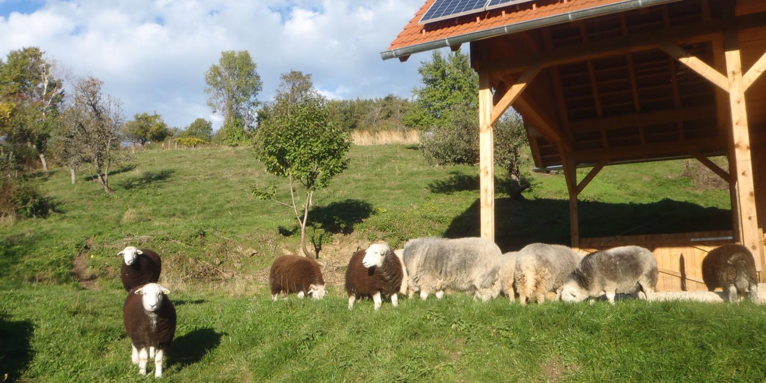 AustrianHerdy's profile banner image