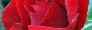 aba63hh's profile banner image