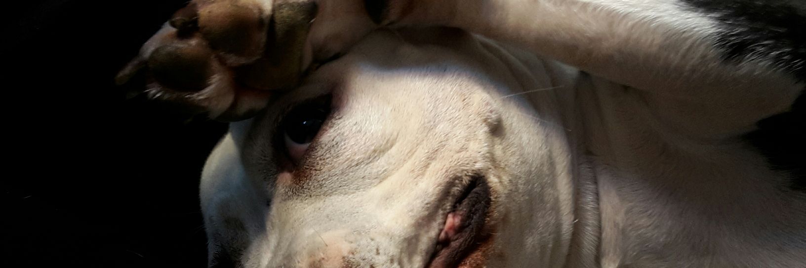 hoppeuff's profile banner image