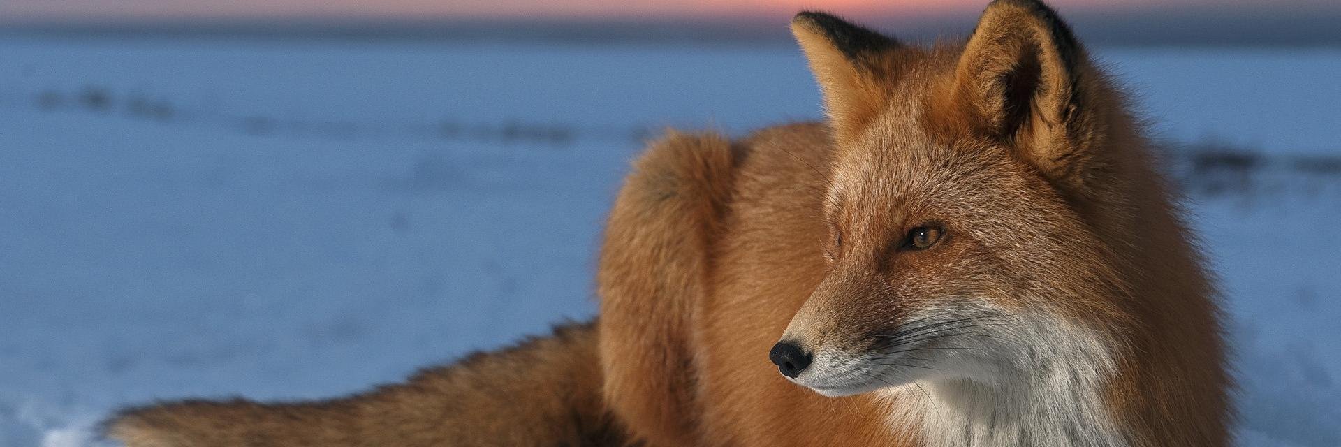 Nulloraxus's profile banner image