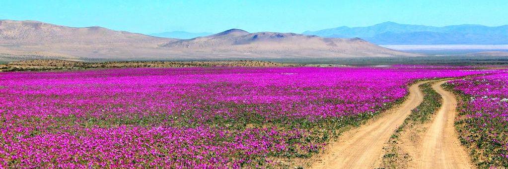 maribel gutierrez banner