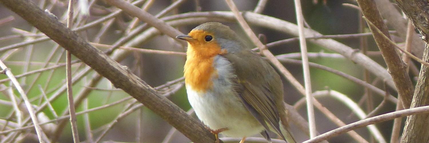 Virginia Mª Guerrero banner