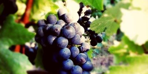 GhostHillWine's profile banner image