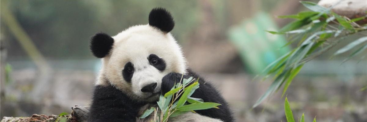 Pandas International banner