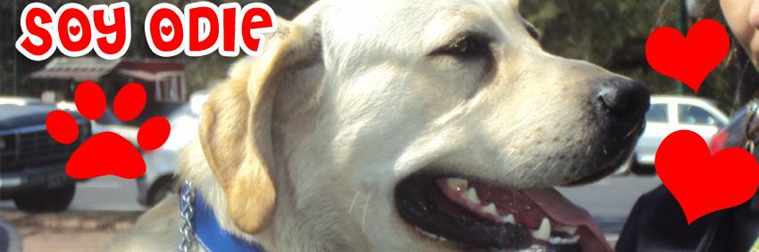 Odie Baifel banner