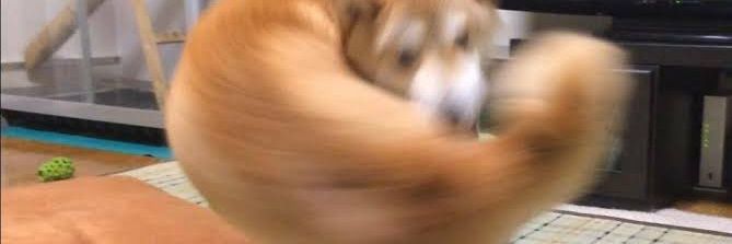 TyoboTaro's profile banner image