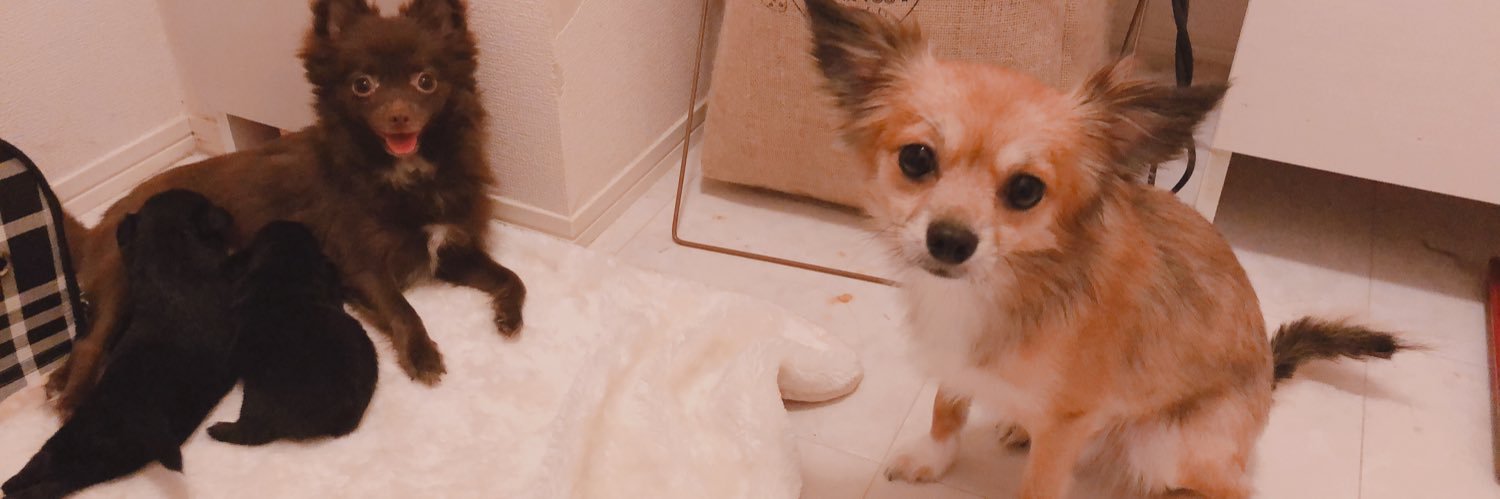 おちいぽん様やで。🐶 banner