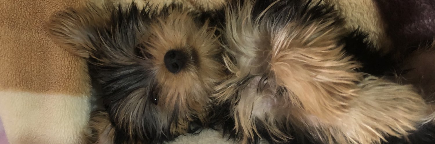 PandaJhenny's profile banner image
