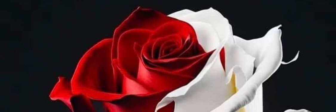 Rosebud1668 banner