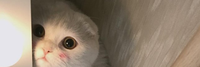 Whtelily_'s profile banner image