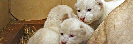 animal_new's profile banner image