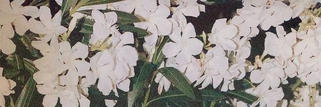moon_tkh's profile banner image
