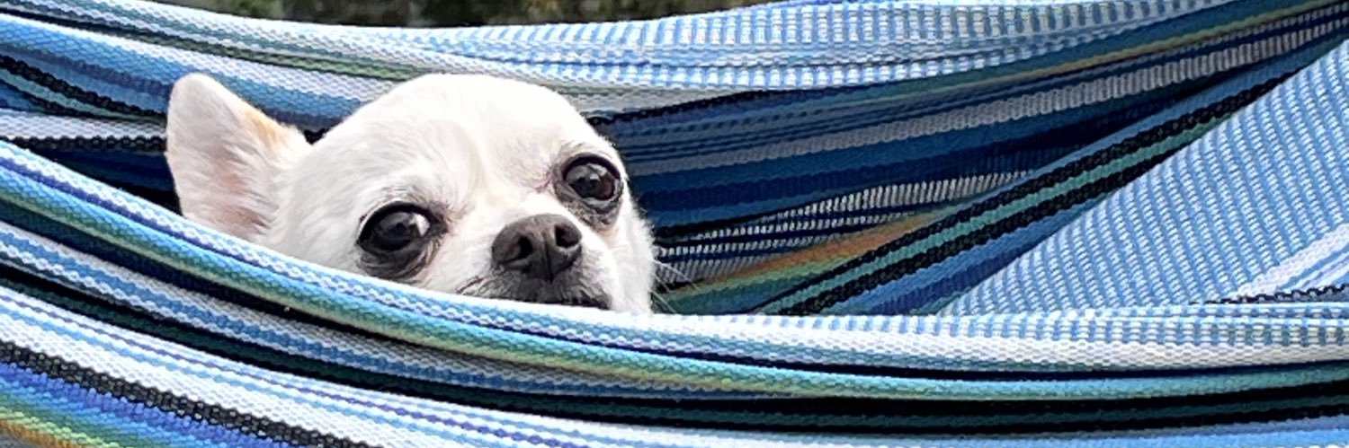 Ivette Celi banner