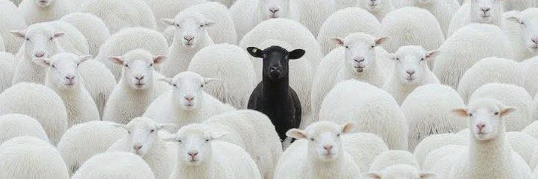 Το μαύρο πρόβατο banner