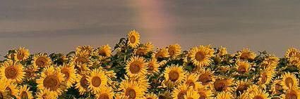 Azalea. banner
