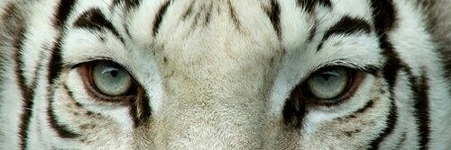 blackroija's profile banner image