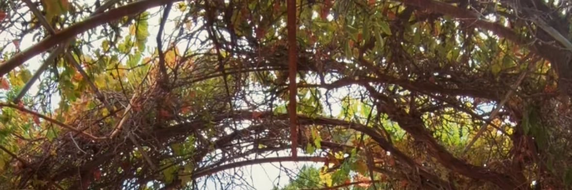 faleebalee's profile banner image
