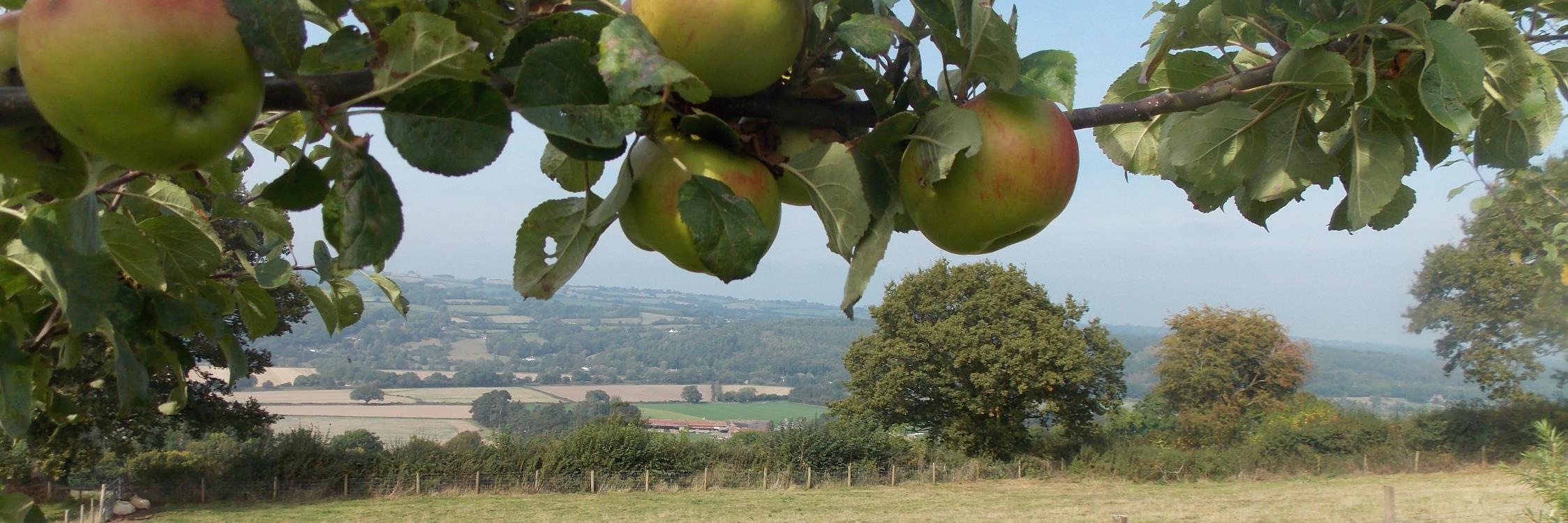 Tim & Véronique banner