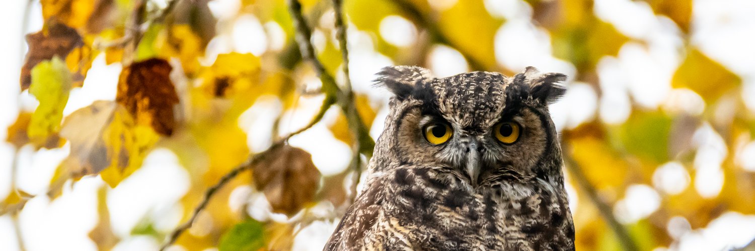 BenPTweet's profile banner image