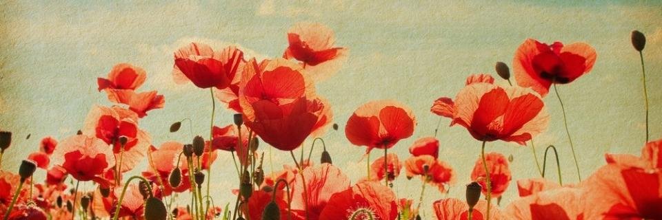 Aitana Sollo banner