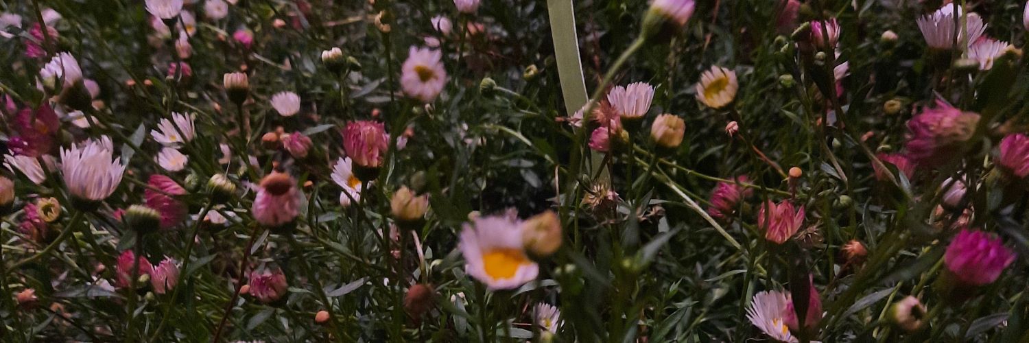 vikyviky's profile banner image