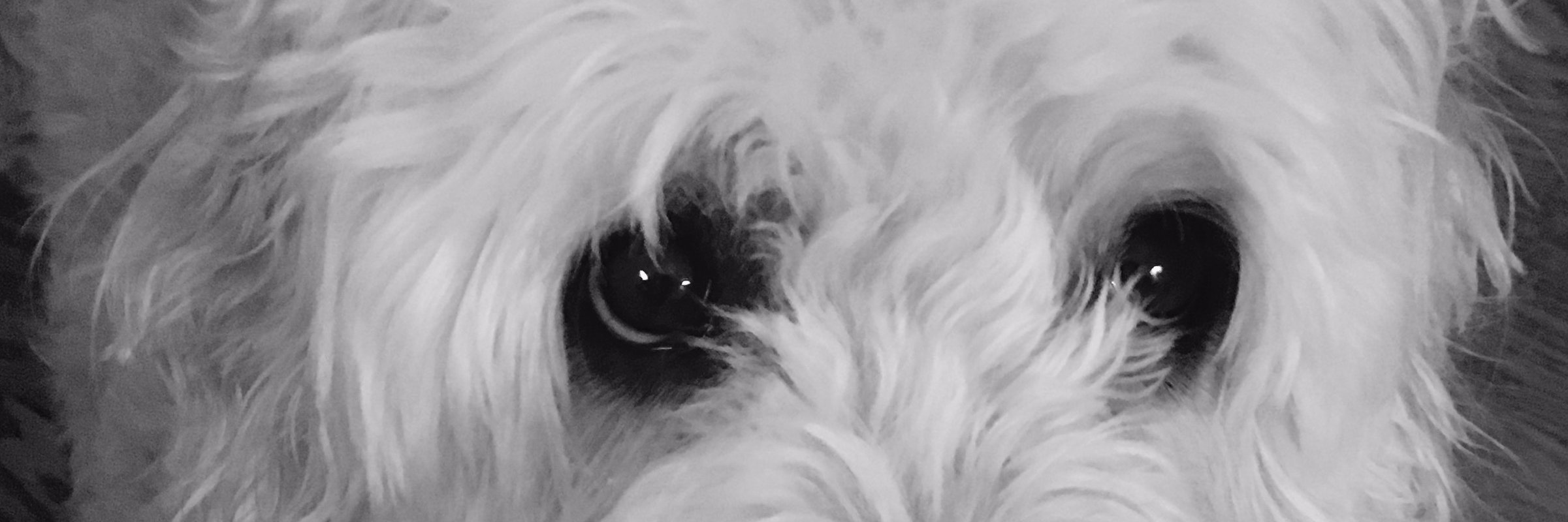 BrienTherese's profile banner image