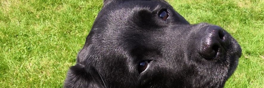 EvaBayern's profile banner image