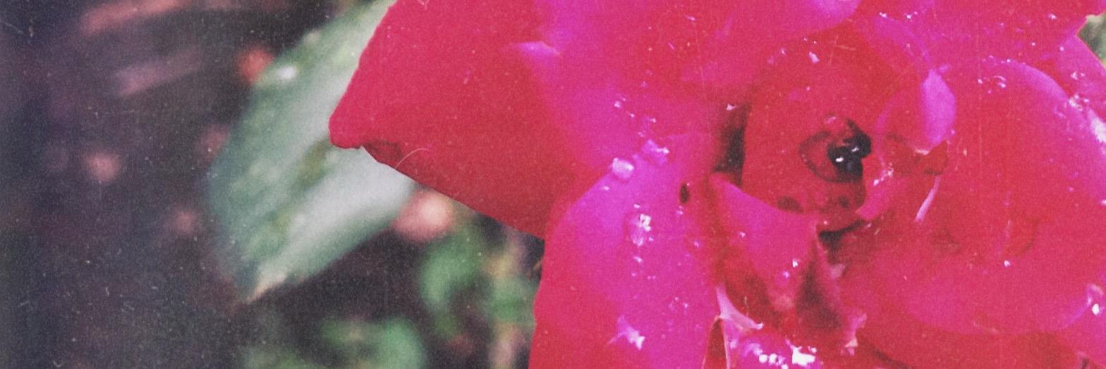 McKenziFoster's profile banner image