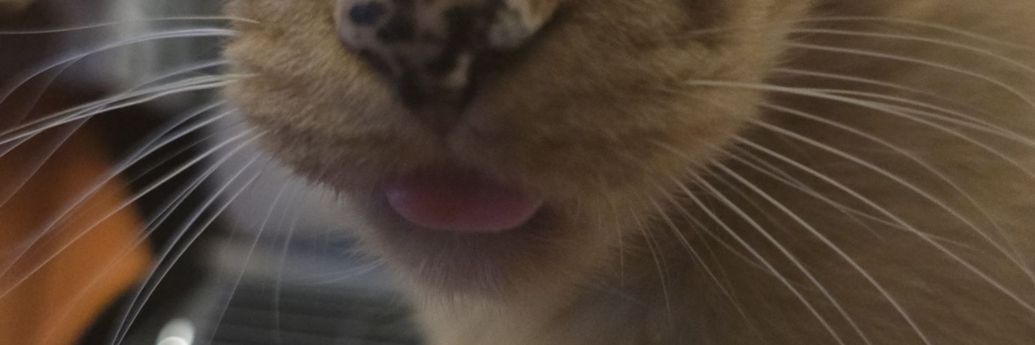 KitArcus's profile banner image