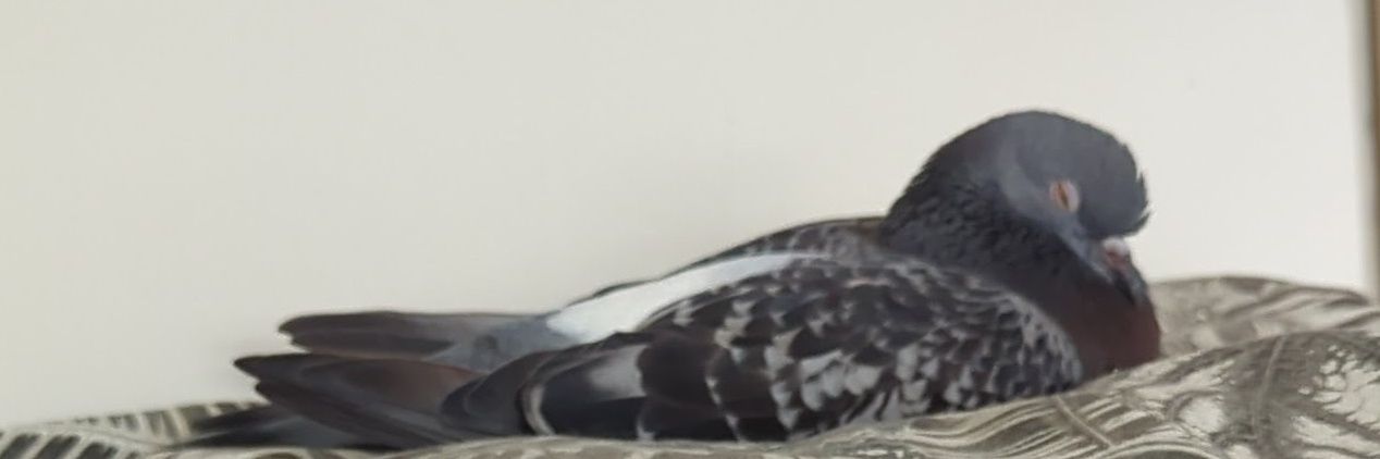 raajma's profile banner image
