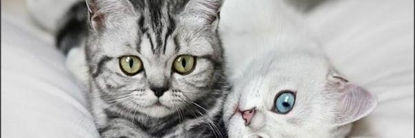 ALESHKINA's profile banner image