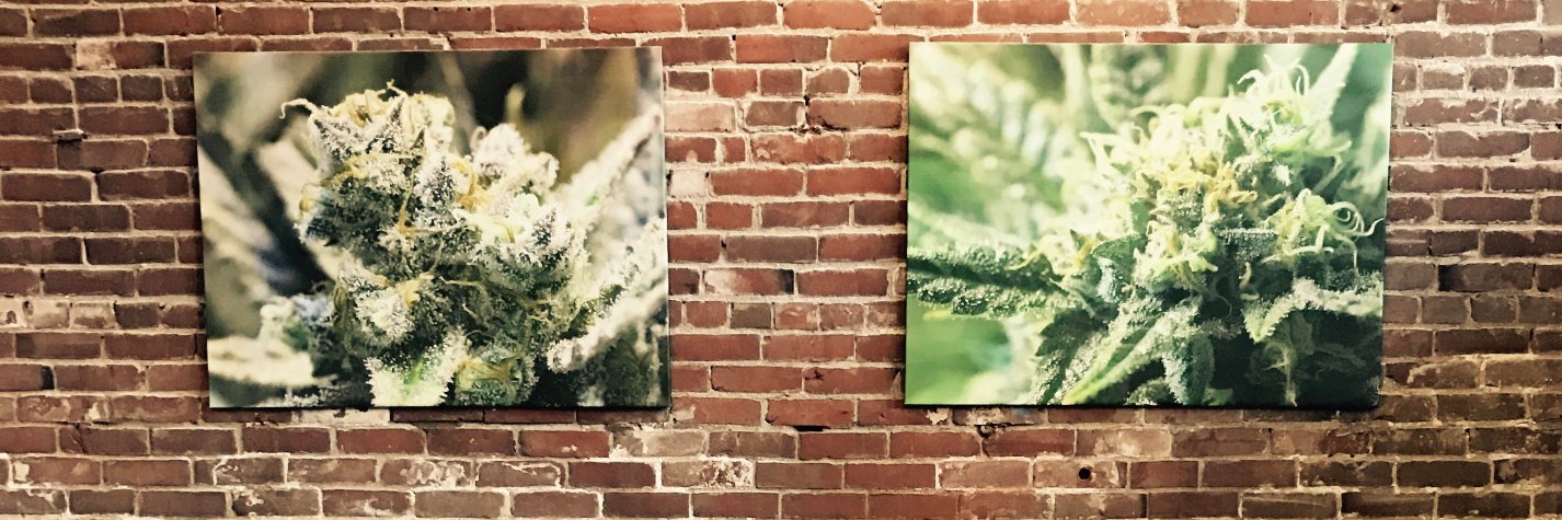 bloom_pdx's profile banner image