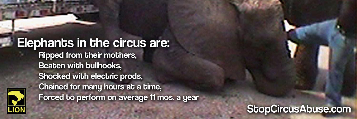 StopCircusAbuse's profile banner image