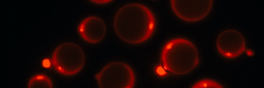 @BallouLab@mstdn.science banner