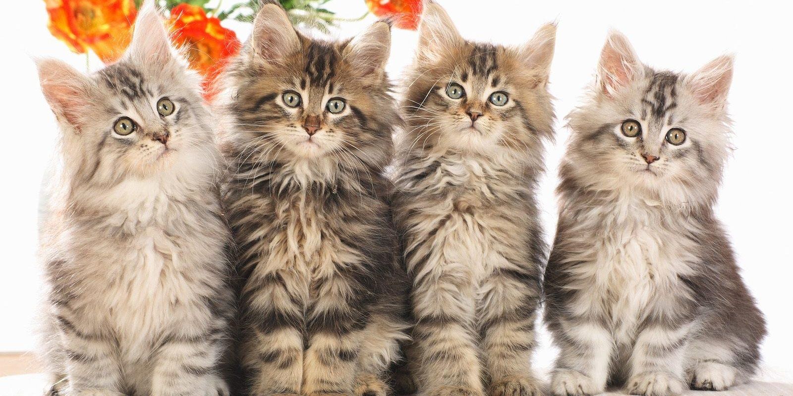 kittycat6578's profile banner image