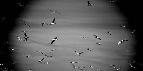 birfaqir's profile banner image