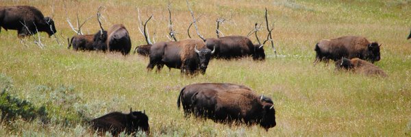 srdelafu Profile Banner