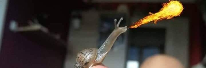 Smallarmedtrex's profile banner image