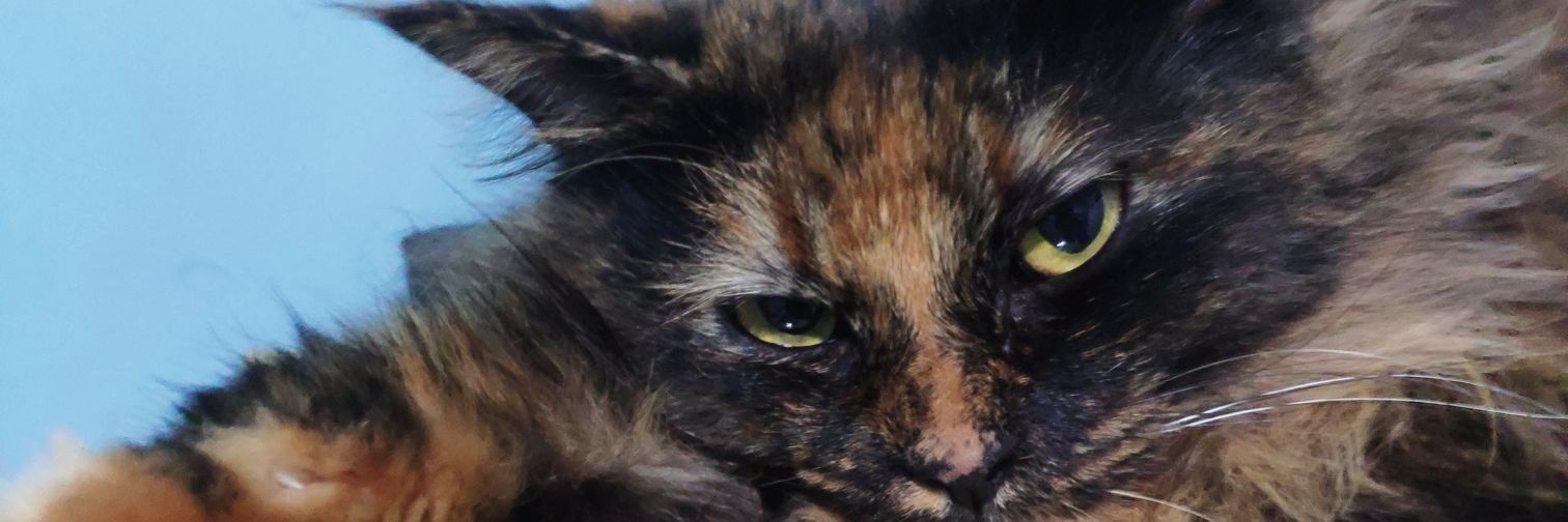 Tokecing's profile banner image